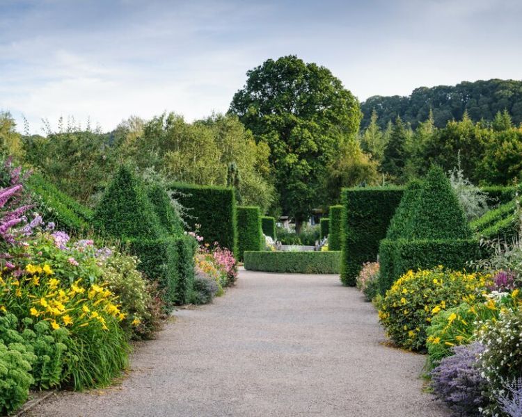a view of the long borders with topiary at rhs rosemoor in devon