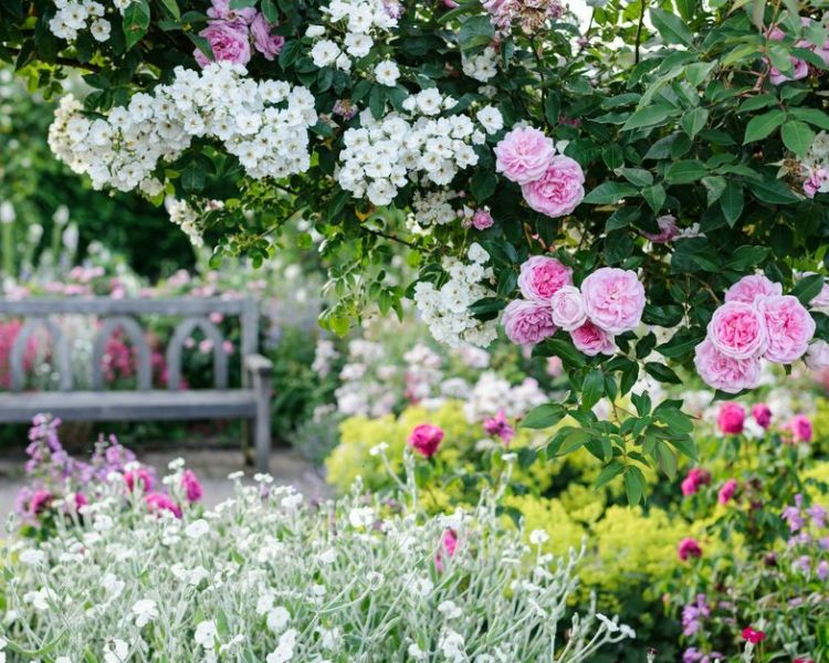 a view of a wooden bench in the rose gardens at rhs rosemoor in devon