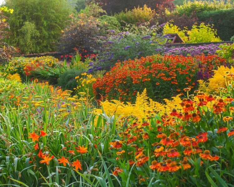the hot garden with bright colourful planting at rhs rosemoor in devon