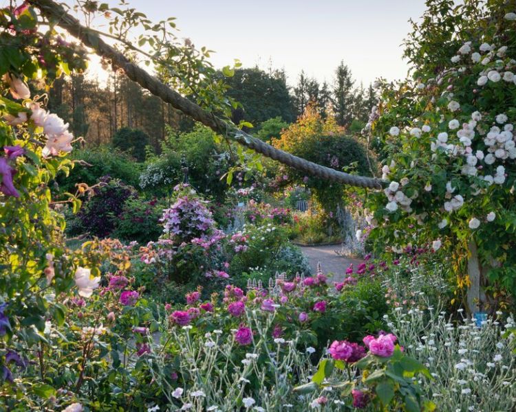 a view of the rose gardens in full bloom in summer at rhs rosemoor in devon