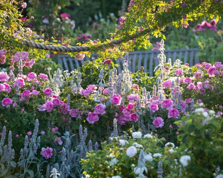 the rose gardens in full bloom at rhs rosemoor in devon