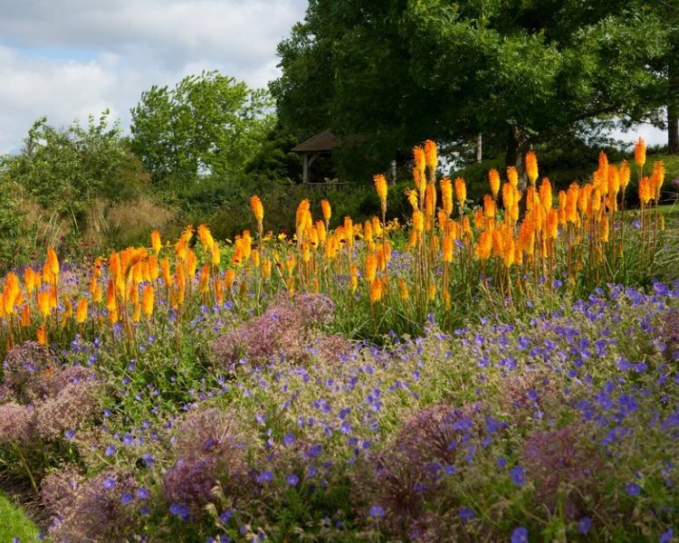 a view of one of the herbaceous borders at rhs hyde hall in essex