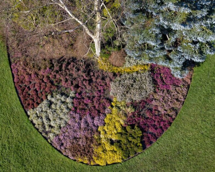 a view form above of the border planting in different coloured heathers in winter at rhs harlwo carr in north yorkshire
