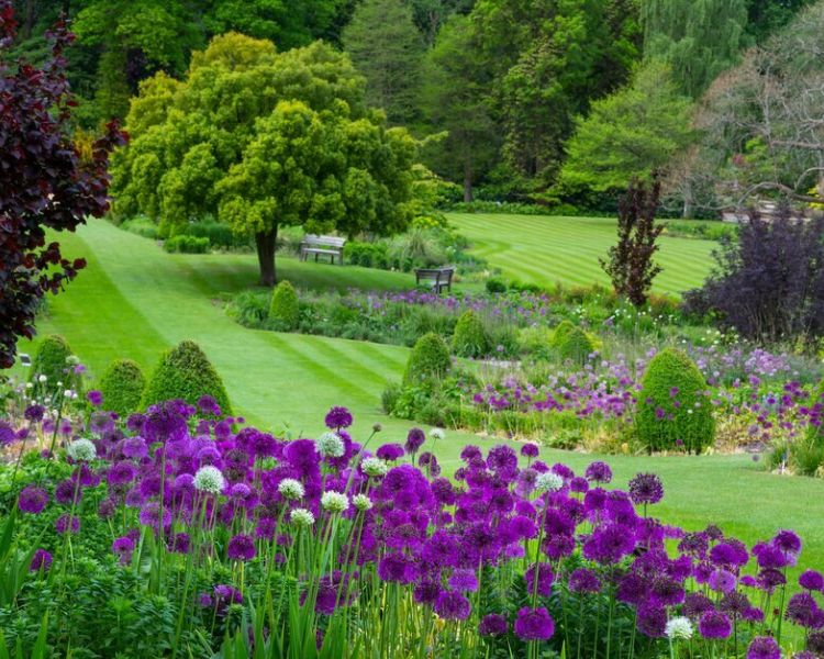 the manicured green lawns and borders planted with purple alliums at rhs garden harlow carr in north yorkshire