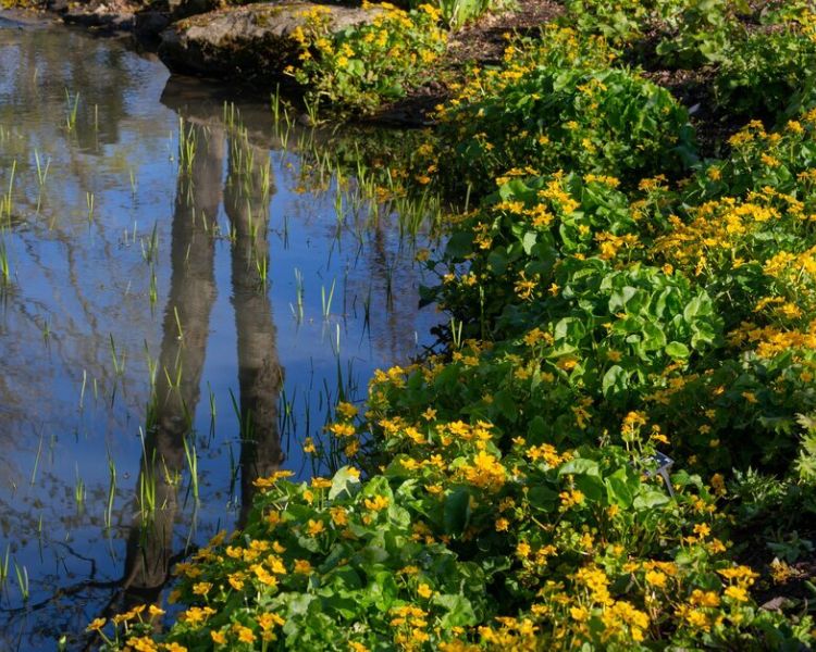 a close up of the planting next to the stream at rhs garden harlow carr in north yorkshire