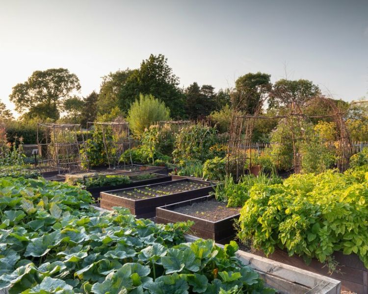 the vegetable beds in the kitchen garden at rhs garden harlow carr in north yorkshire