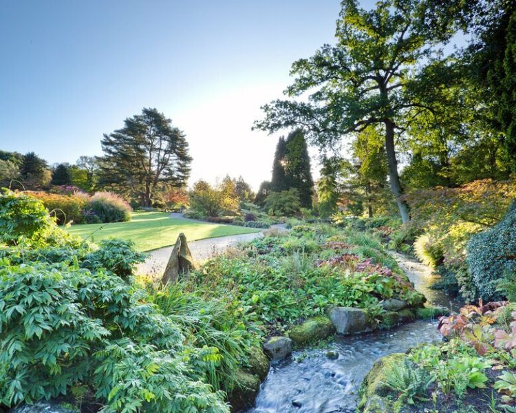 the streamside garden showing the planting alongside the stream at rhs garden harlow carr in north yorkshire