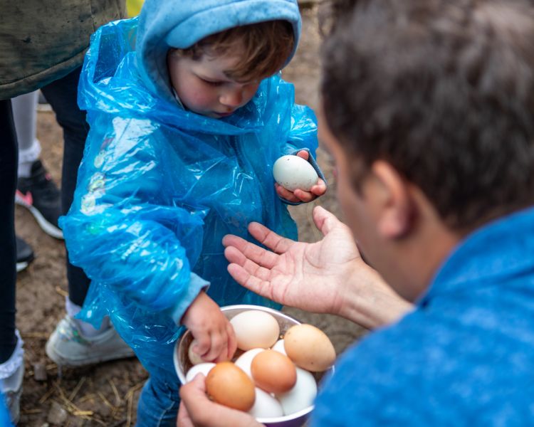Child collecting eggs