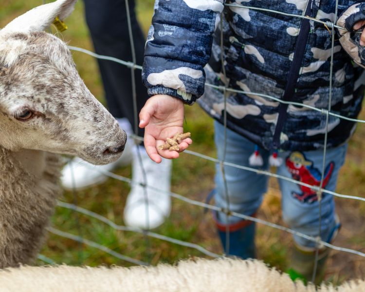 Child feeding a sheep