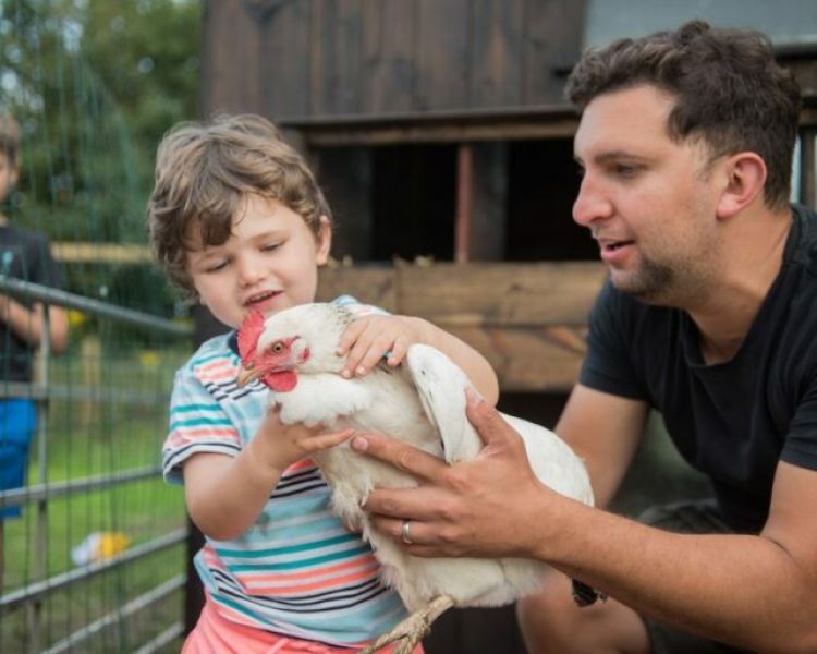 Holding chicken 768x512