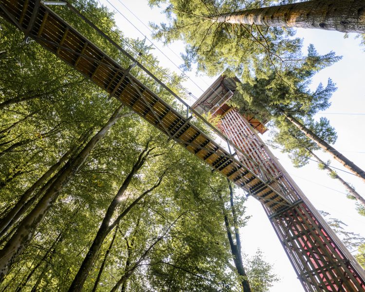 a view from the ground looking up at the zip world tower surrounded by trees