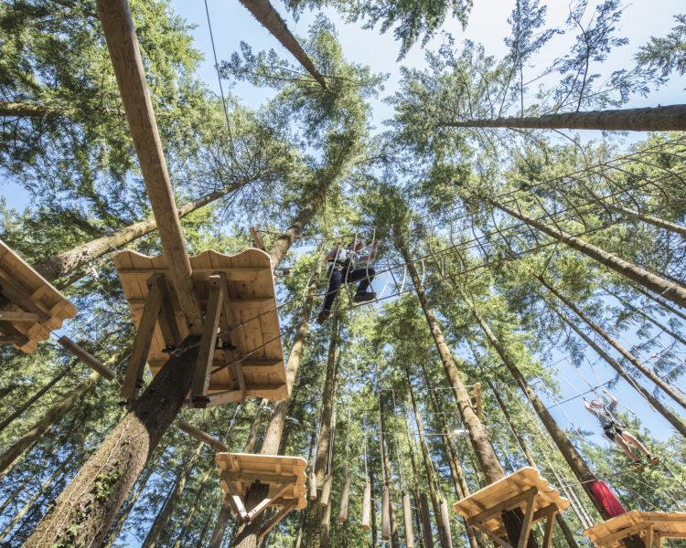 view looking up at the zip world tree hoppers course in the trees