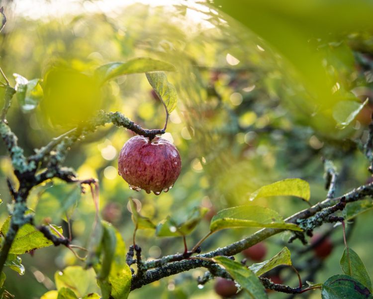 Dorset Nectar cider farm tour