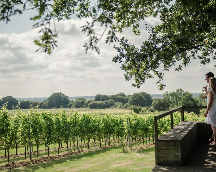 man and woman overlooking a vineyard in summer sunshine on a tour of gusbourne estate