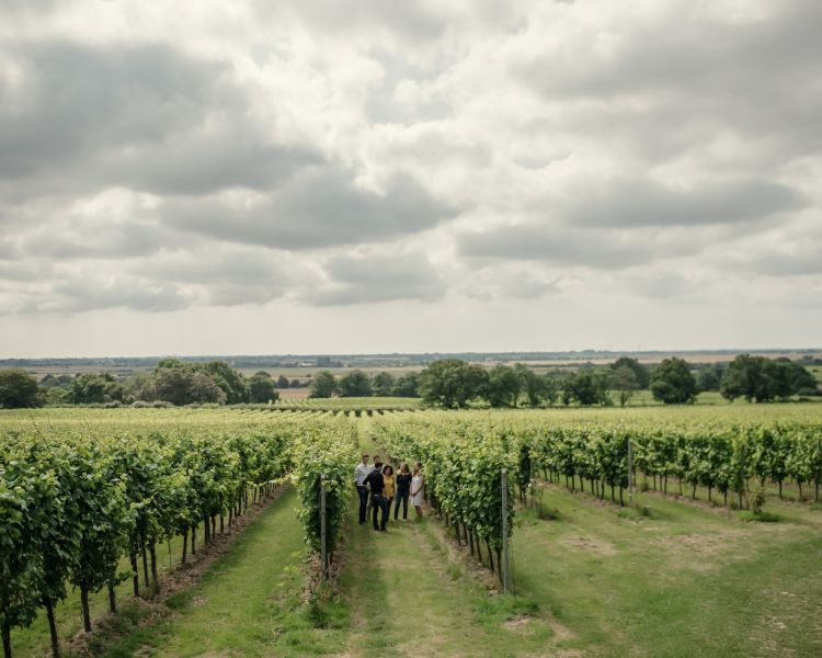 view overlooking a vineyard on a tour of gusbourne estate