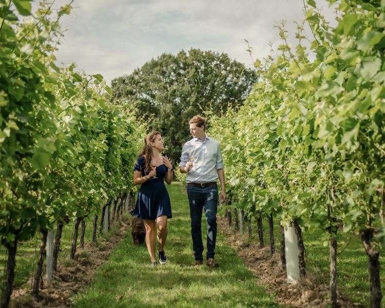 man and woman walking through a vineyard in summer sunshine on a tour of gusbourne estate