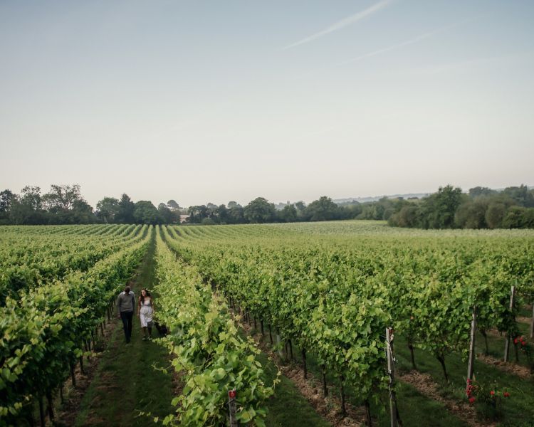 view overlooking a vineyard in summer sunshine on a tour of gusbourne estate