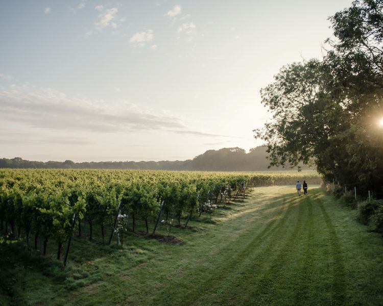 view overlooking a vineyard in late summer sunshine on a tour of gusbourne estate