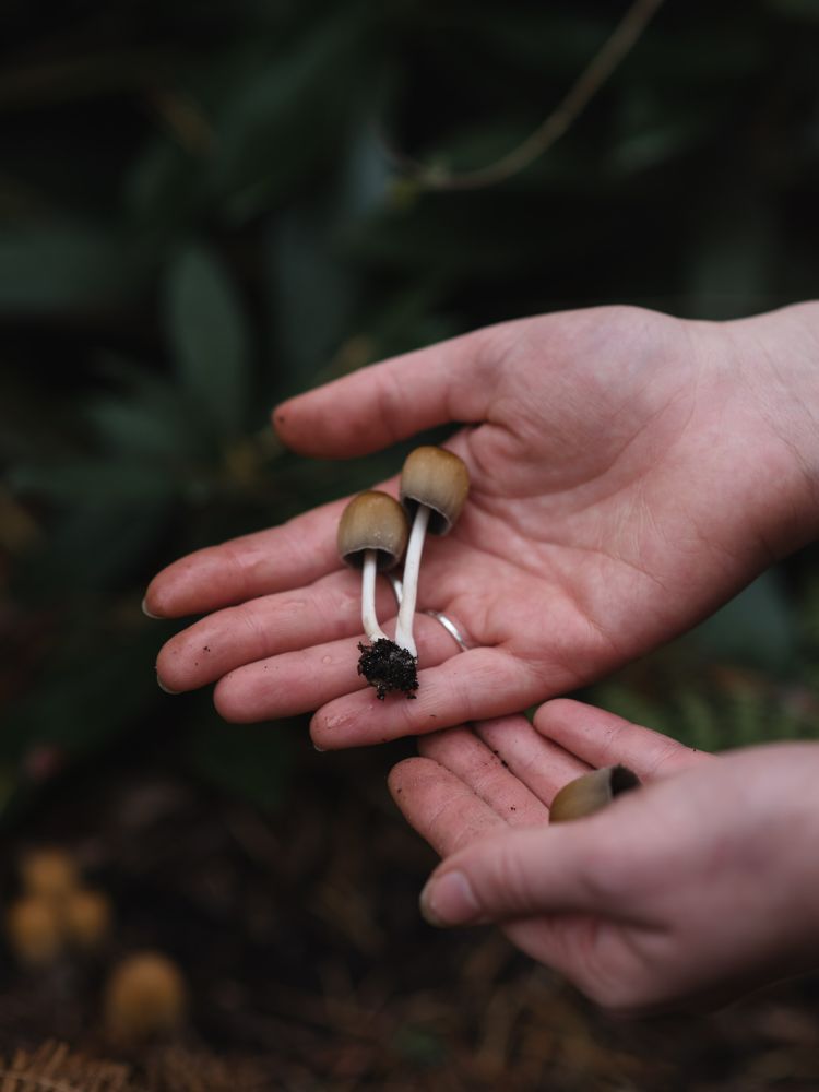 Hands holding mini mushrooms