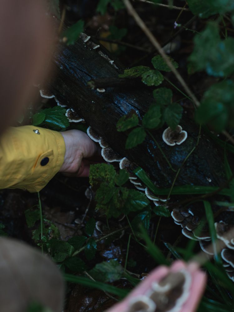 Mushroom foraging
