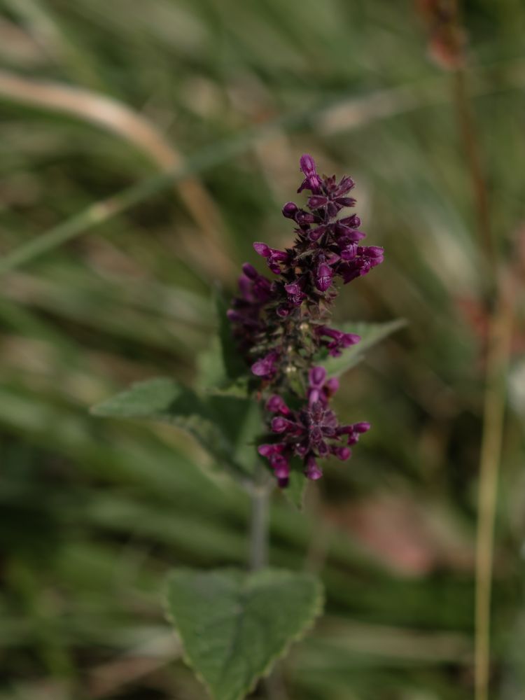 Wild plant on foraging experience