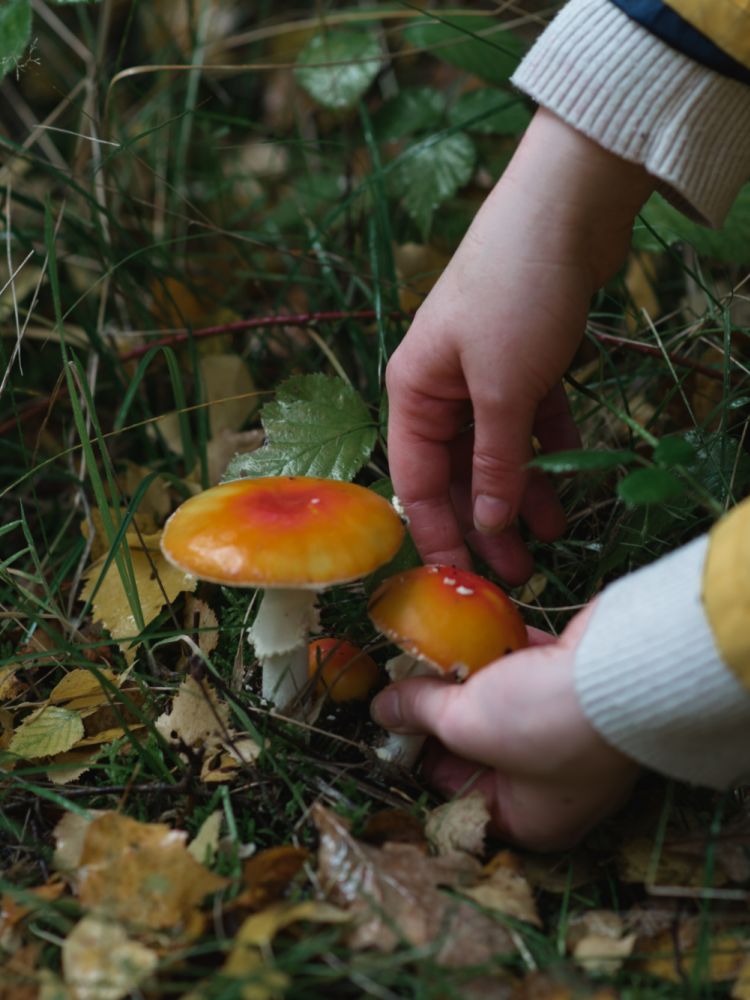 Foraging for mushrooms