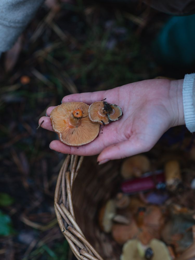 Mushroom foraging