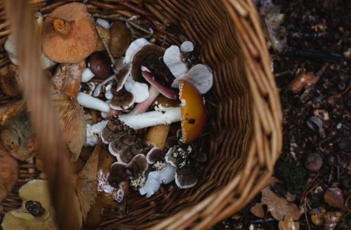 Basket of foraged mushrooms jpg