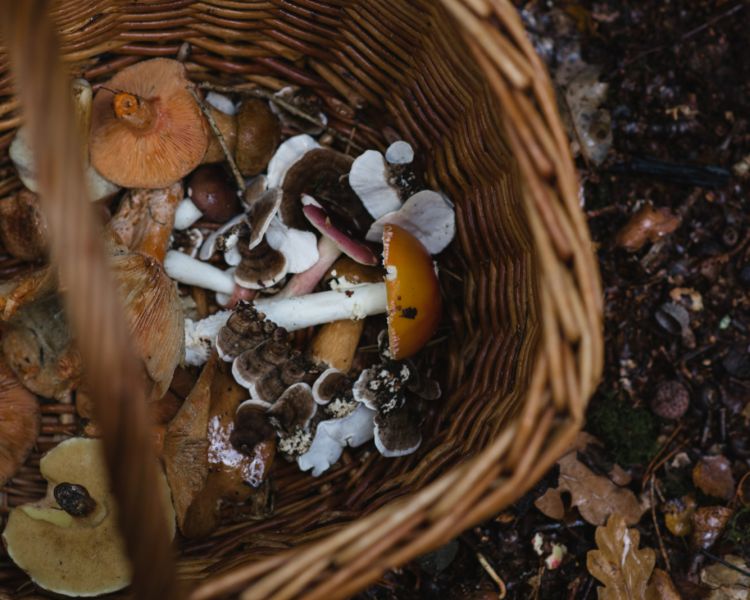 Basket of foraged mushrooms jpg