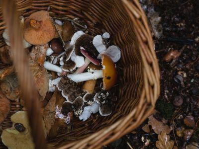 Basket of foraged mushrooms jpg