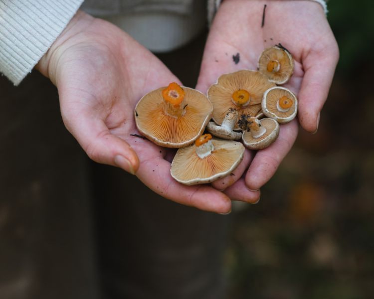 Foraged mushrooms