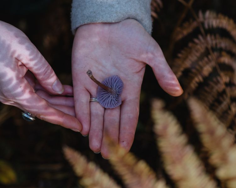 Hand holding mushrooms