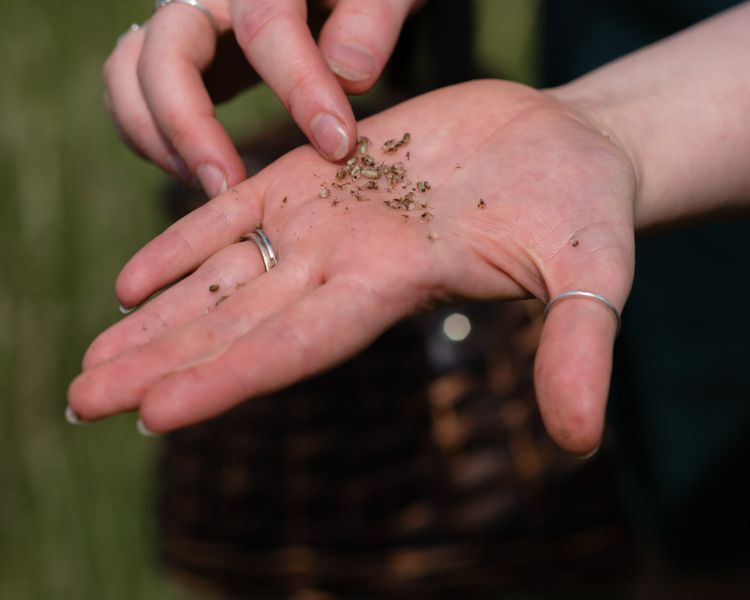 Foraged seeds