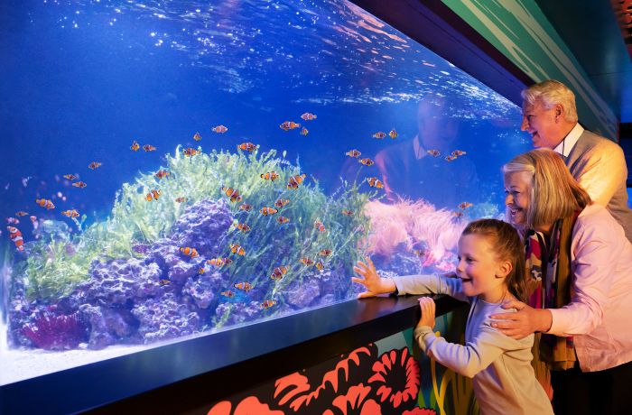 a man, woman and a child looking at fish in an aquarium at sea life london