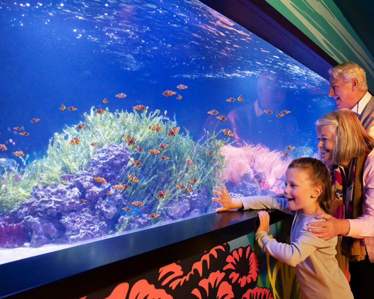 a man, woman and a child looking at fish in an aquarium at sea life london