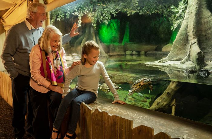 a man and a woman with a child looking at a turtle in an aquarium at sea life london