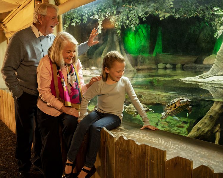 a man and a woman with a child looking at a turtle in an aquarium at sea life london