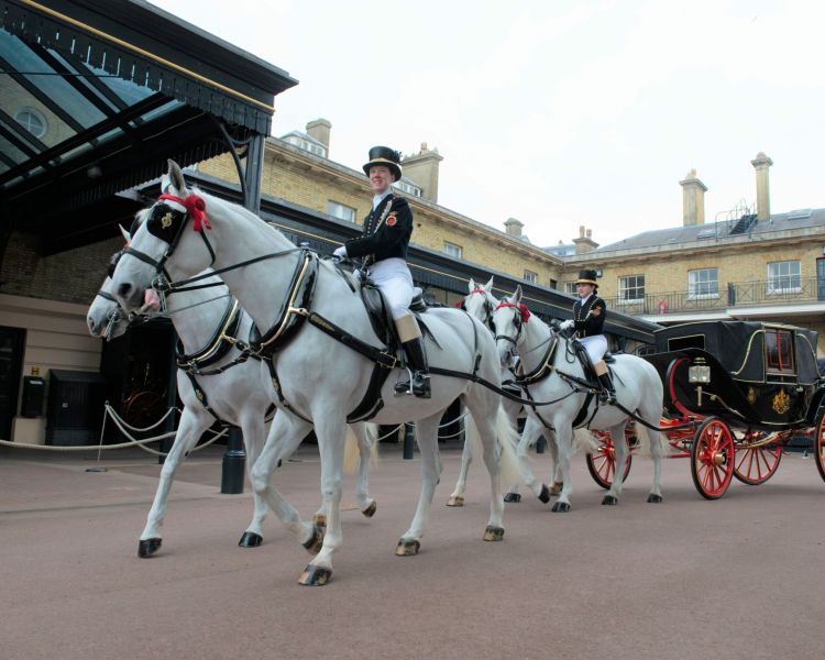windsor grey horses pulling a black carriage outside the the royal mews in london