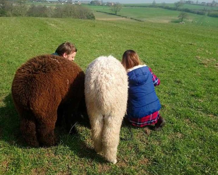 man and woman sitting on a blanket in a field with two alpacas behind them