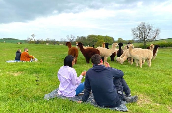 man and woman sitting on a blanket in a field watching a group of alpacas