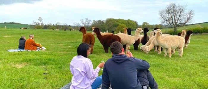 man and woman sitting on a blanket in a field watching a group of alpacas
