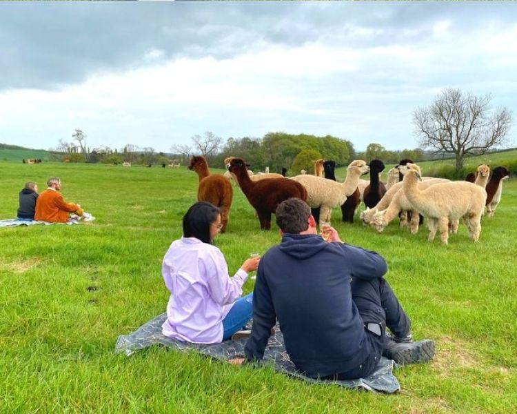 man and woman sitting on a blanket in a field watching a group of alpacas