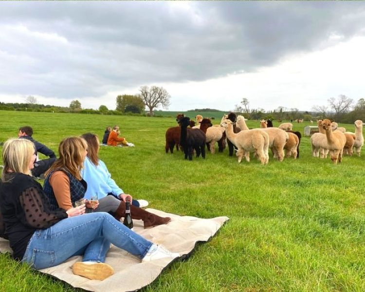 women sitting on a blanket in a field watching a group of alpacas while drinking prosecco