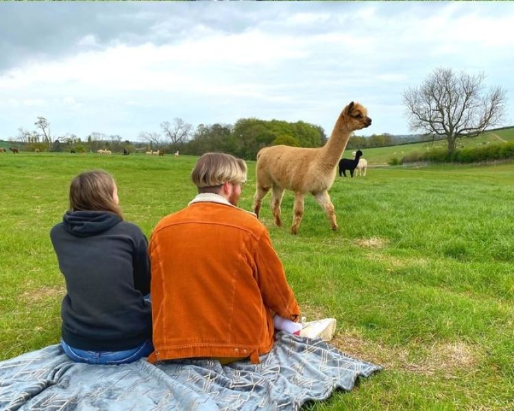 man and woman sitting on a blanket in a field watching a group of alpacas
