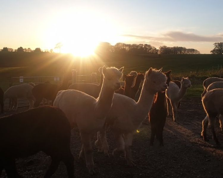 a group of female alpacas seen at sunset