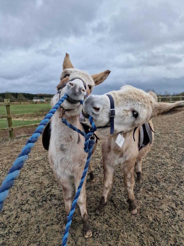 two donkeys in a paddock ready to go on a donkey walk experience