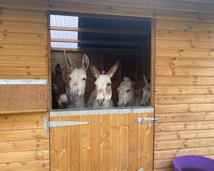 donkeys looking out over a stable door on a donkey grooming experience