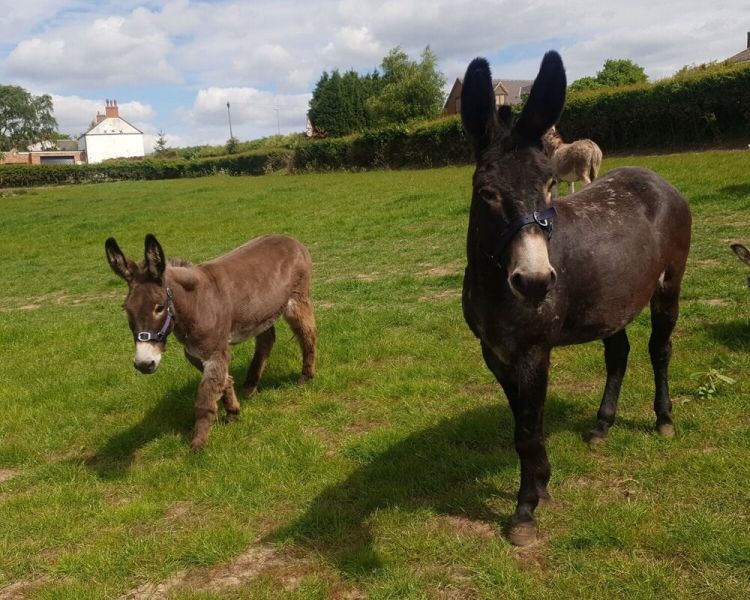 donkeys in a field for a donkey grooming experience