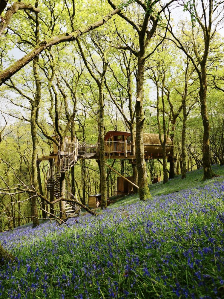 a treehouse in the woods in wales with a carpet of bluebells underneath