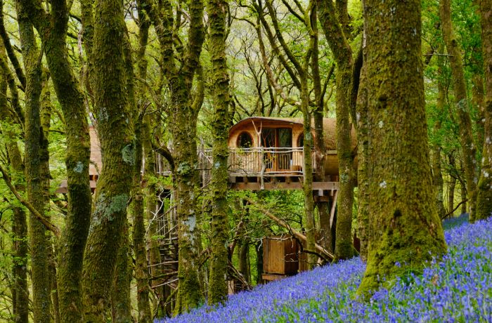 a treehouse in the woods with bluebells on the woodland floor